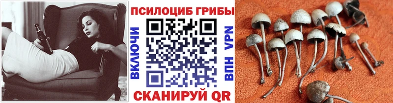 blacksprut маркетплейс даркнет сайт Вязьма Псилоцибиновые грибы GOLDEN TEACHER